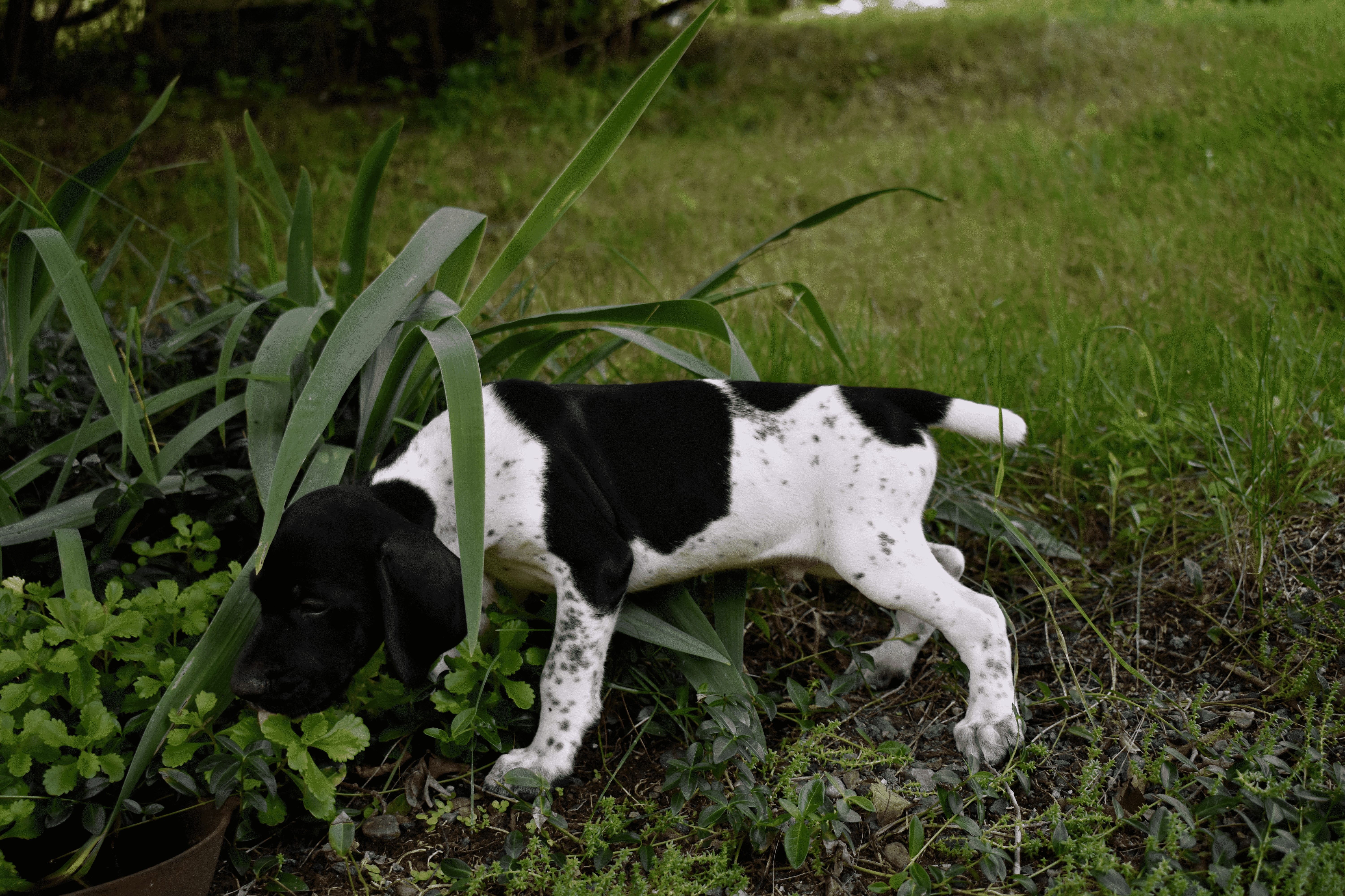 German-Shorthaired-Pointer-male