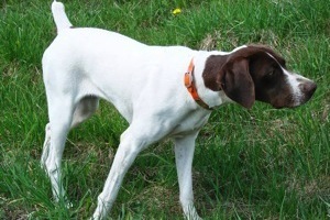 Gun Dogs White Clover