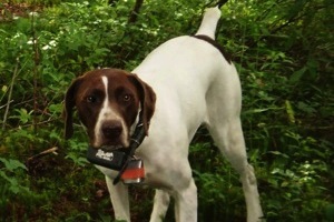 Clover pointing Grouse