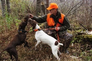 Jaeger and Clover in Woodcock/Grouse covert