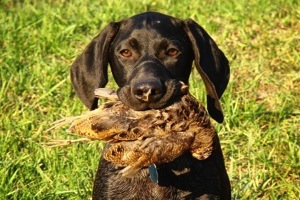 4 month old Max, with a Woodcock