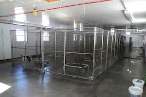 Inside our kennel facility.