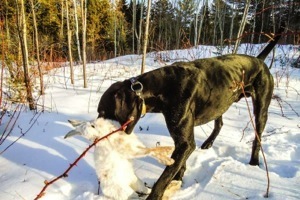 Max retrieving hare